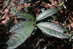 Ixora sivarajiana